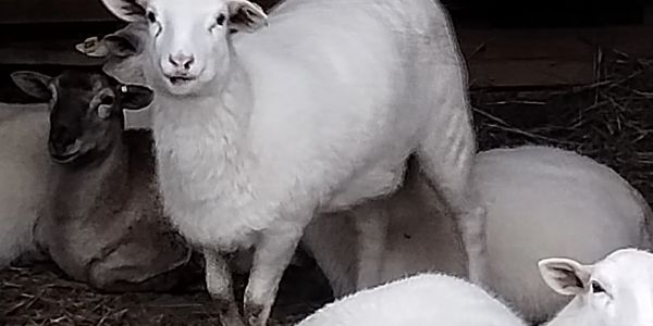 A group of sheep resting and standing in a barn with hay on the ground.