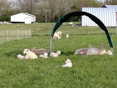 Sheep and lambs resting on green grass under a small shelter.
