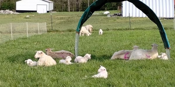 Sheep and lambs relaxing in a grassy field under a shade structure.