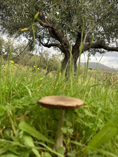 olive tree