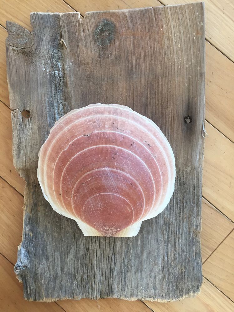 Atlantic Sea Scallop Shell, Where to Buy