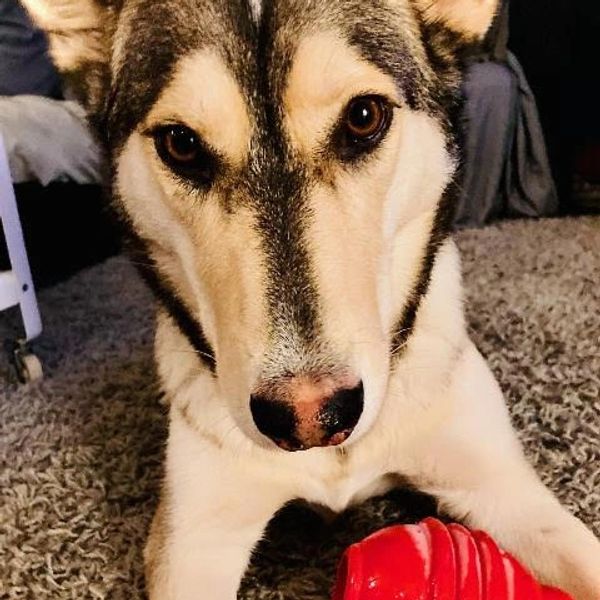 Close-up of a dog with a red toy on a carpet.