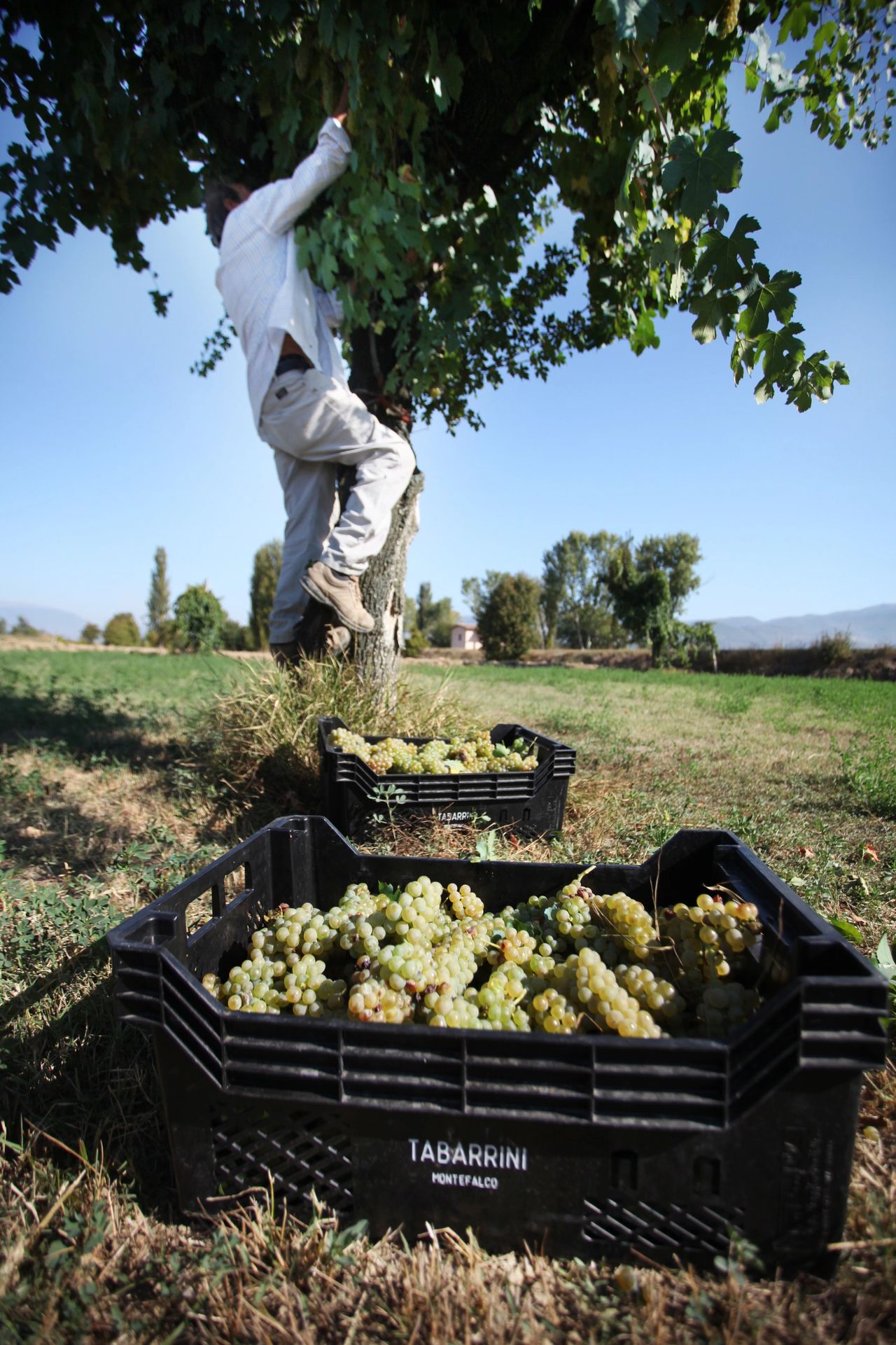 Old Vine Vineyards, Organic Farming, Sustainable Practices in Winemaking