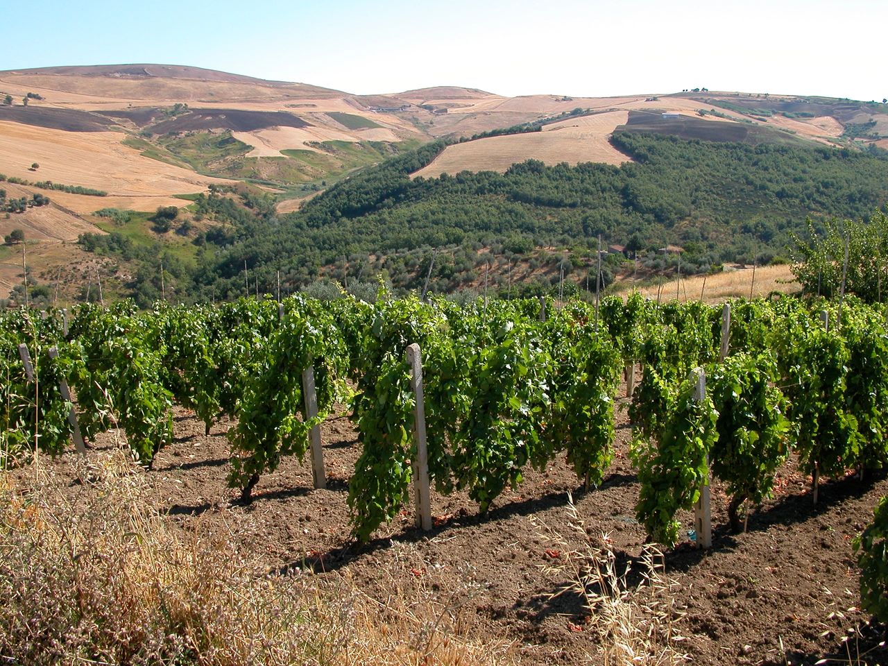 Grifalco Winery, Basilicata, Organic Certified Wine