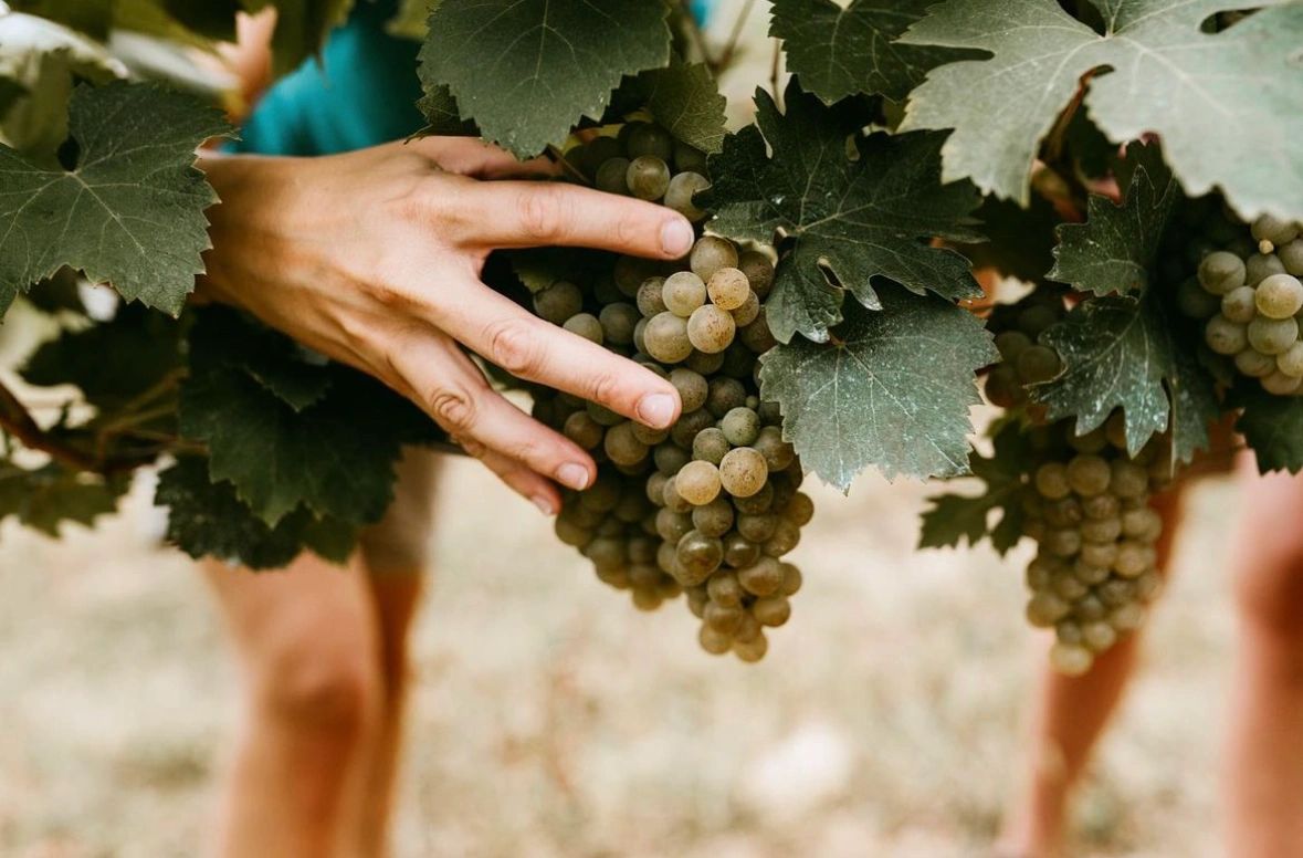 Sustainable Winemaking Practices, Certified Organic Wines