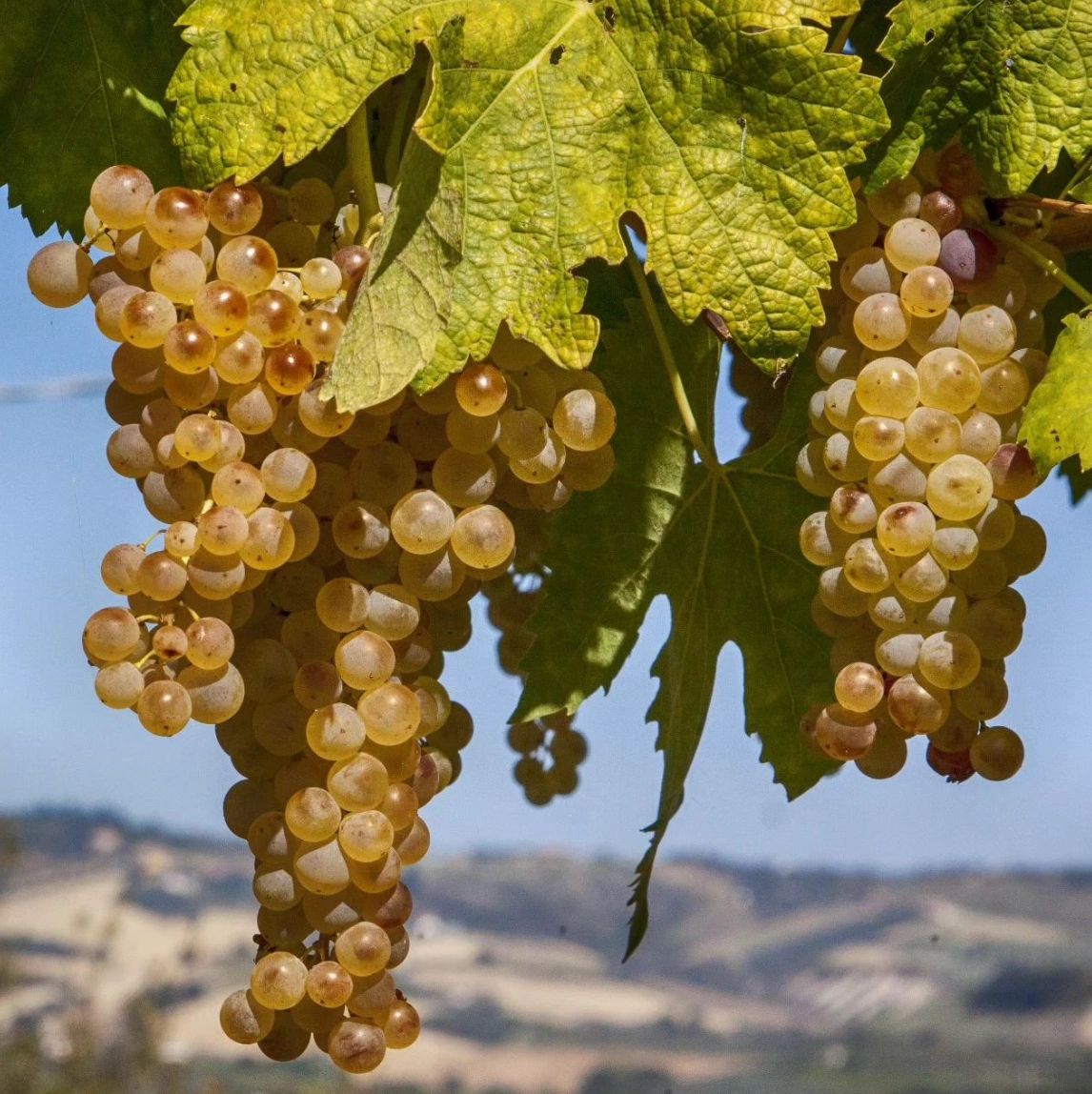 Diversitas Wines, Abruzzo, Rodrigo Redmont, Antonella Di Tonno, Tenuta Talamonti Diversitas Wines, Abruzzo, Rodrigo Redmont, Antonella Di Tonno, Tenuta Talamonti