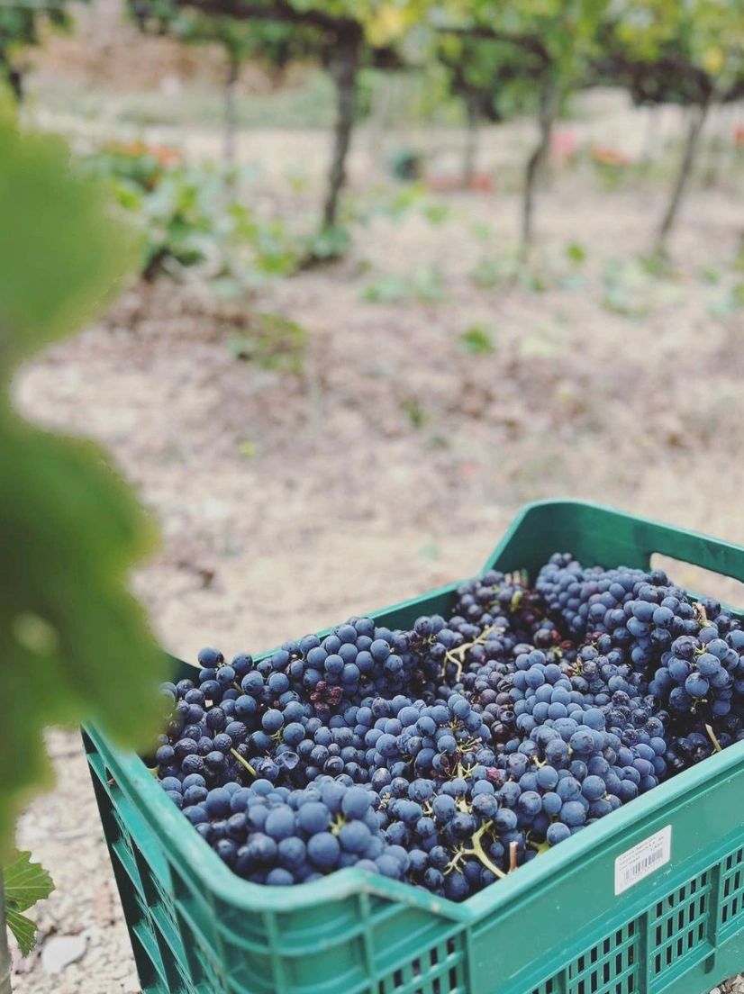 A green plastic crate filled with freshly harvested dark blue grapes in a vineyard setting.