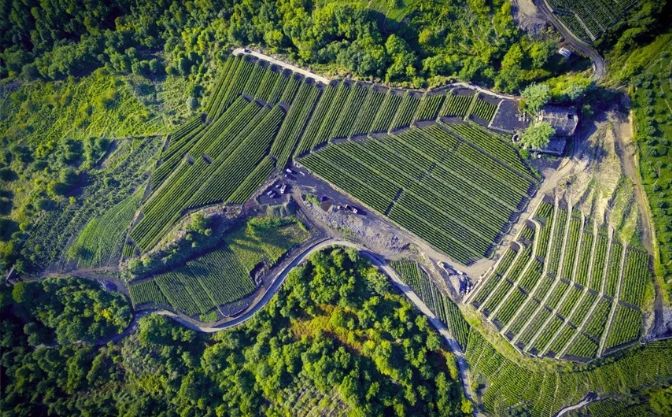 Sustainable Winemaking Practices