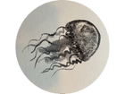 ANOMIA.ORG.UK