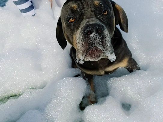 Bounce House Rental - Bulldog Bounce Inc