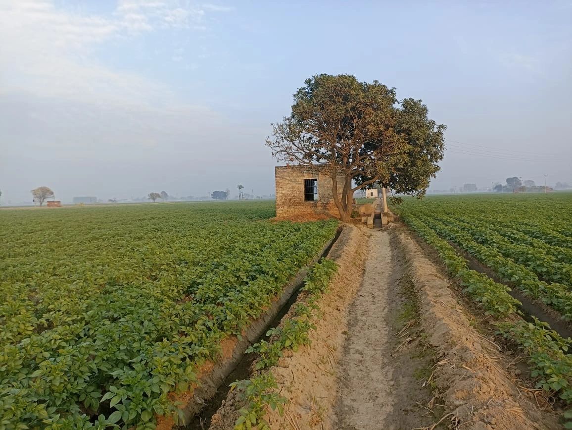Greenary View of Field in Village Raowal