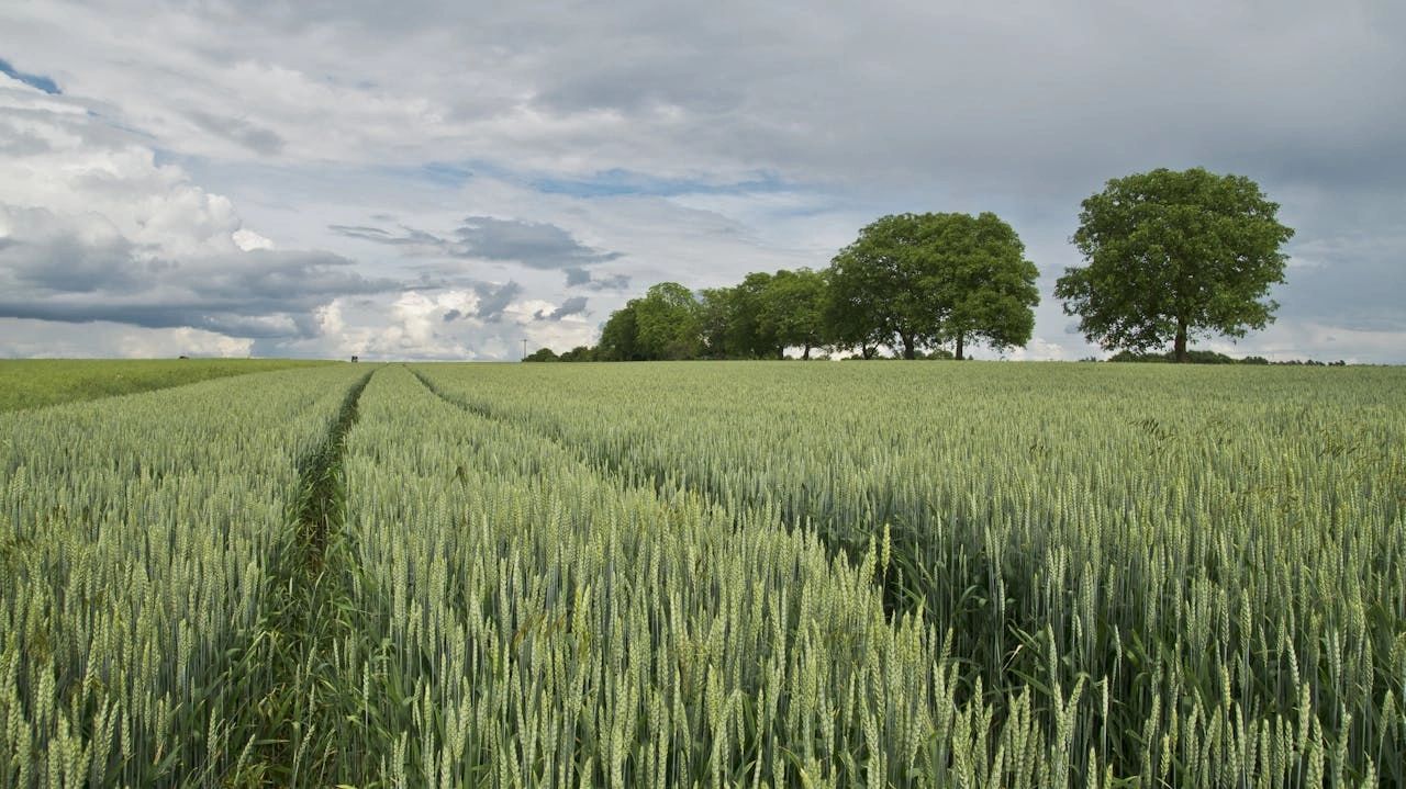 Wheat Field