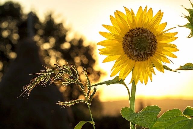 Sunflower Plant