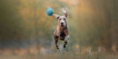 A dog joyfully chases a blue ball outdoors.