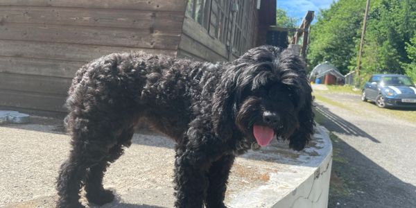 A black curly-haired dog standing on a concrete ledge with its tongue out.