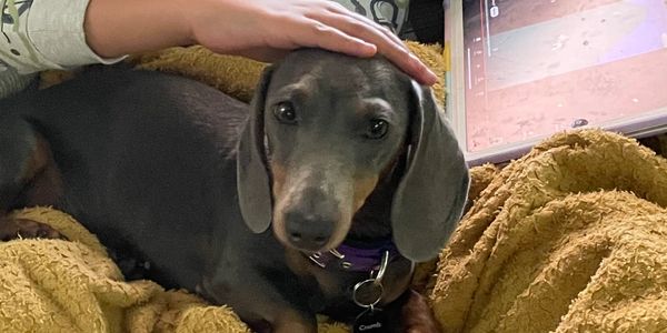 A dachshund dog is being gently petted on the head while resting on a cozy blanket.
