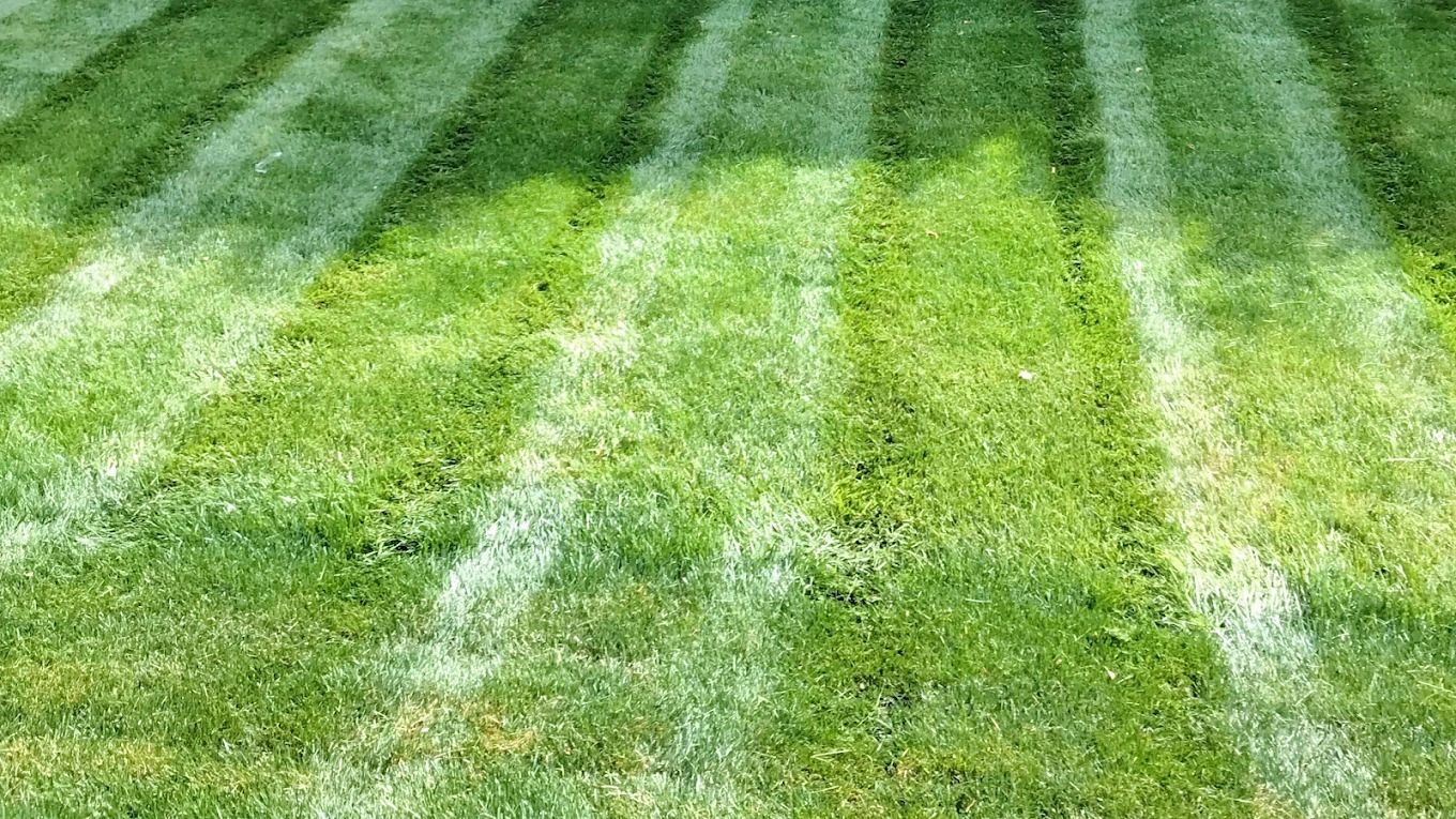 Martir's Landscaping and Tree Services