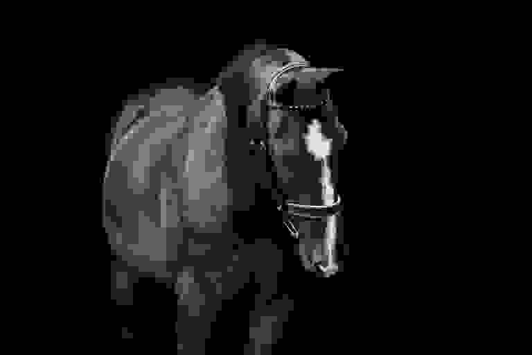 Mission Ridge Stables