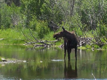 Moose
