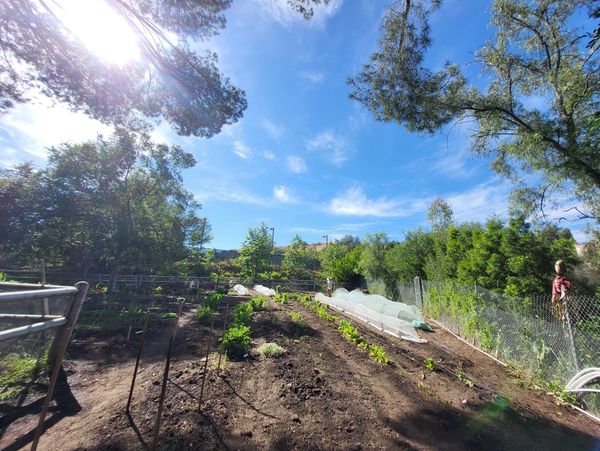 Sunny garden with plants and protective netting under a bright blue sky.