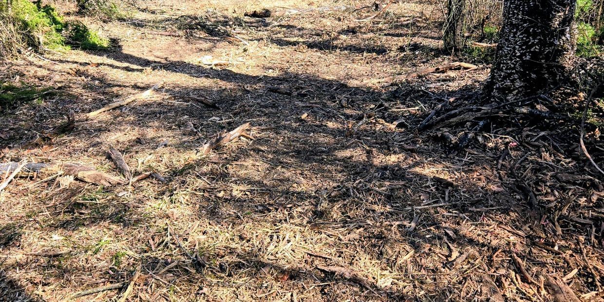 A sunlit forest clearing with bare trees and scattered branches.