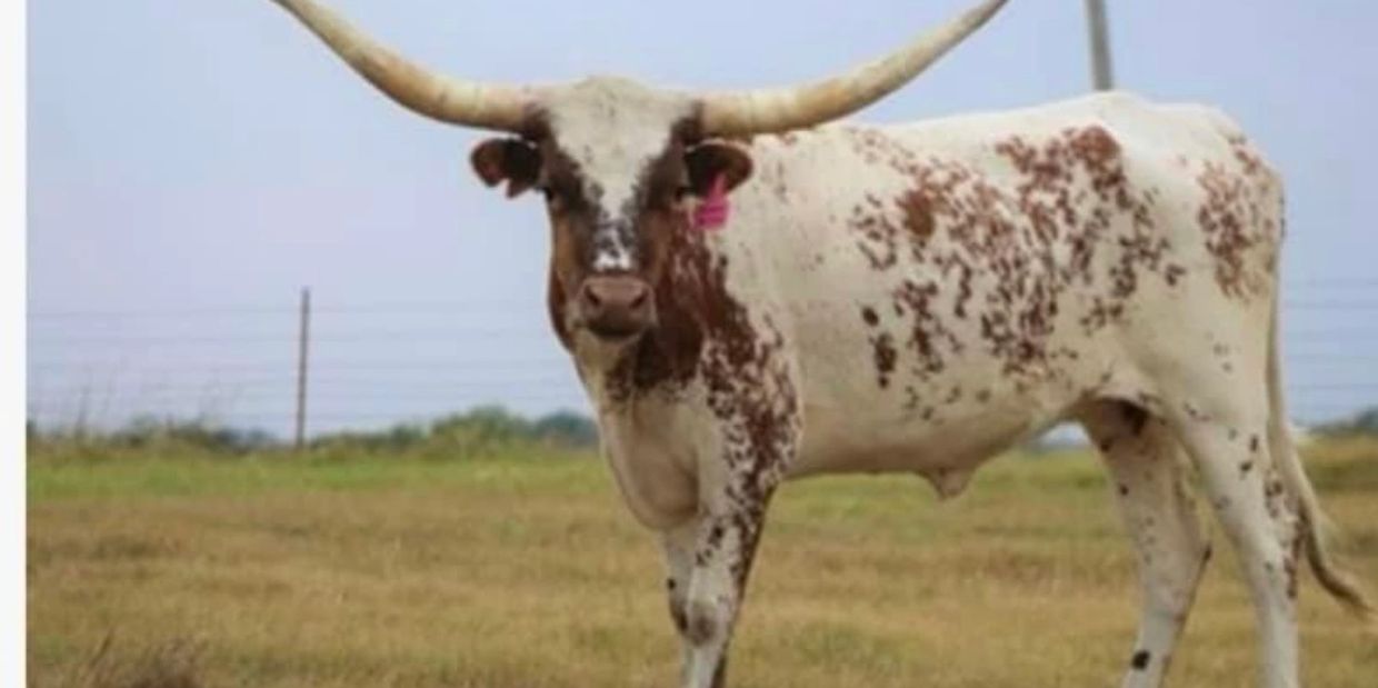 For consideration: Formal Action 2017 reg longhorn bred to Reserve World Champion Whiskey Business. 