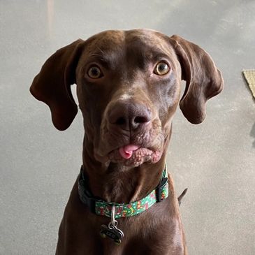 Leo, our shop dog / customer service specialist 