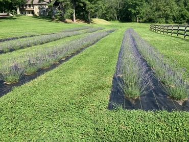 The first harvest of lavender