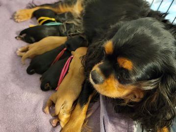 We had 6 puppies born to Juno and Cosmos on Aug 30.  We have 4 beautiful b&t girls and 2 ruby boys  