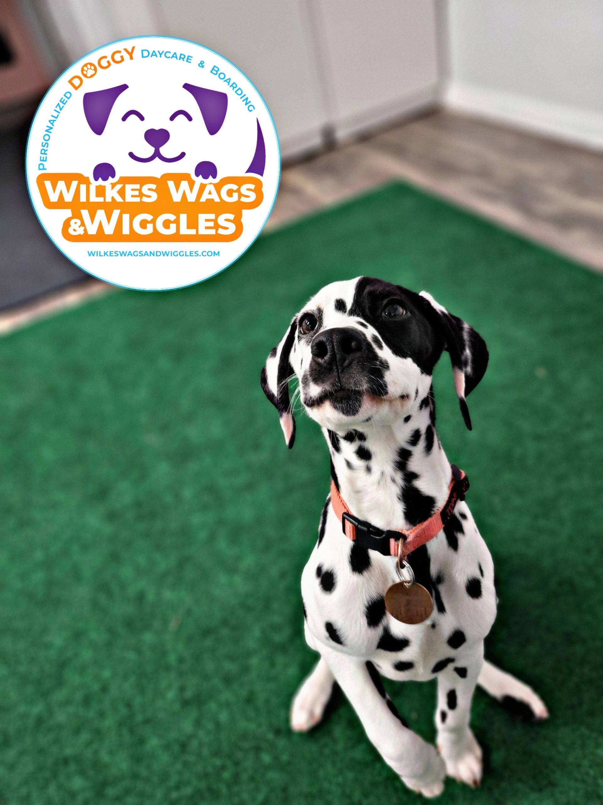 Free Canine Enrichment: Prep for 10 Day Challenge - Wags & Wiggles