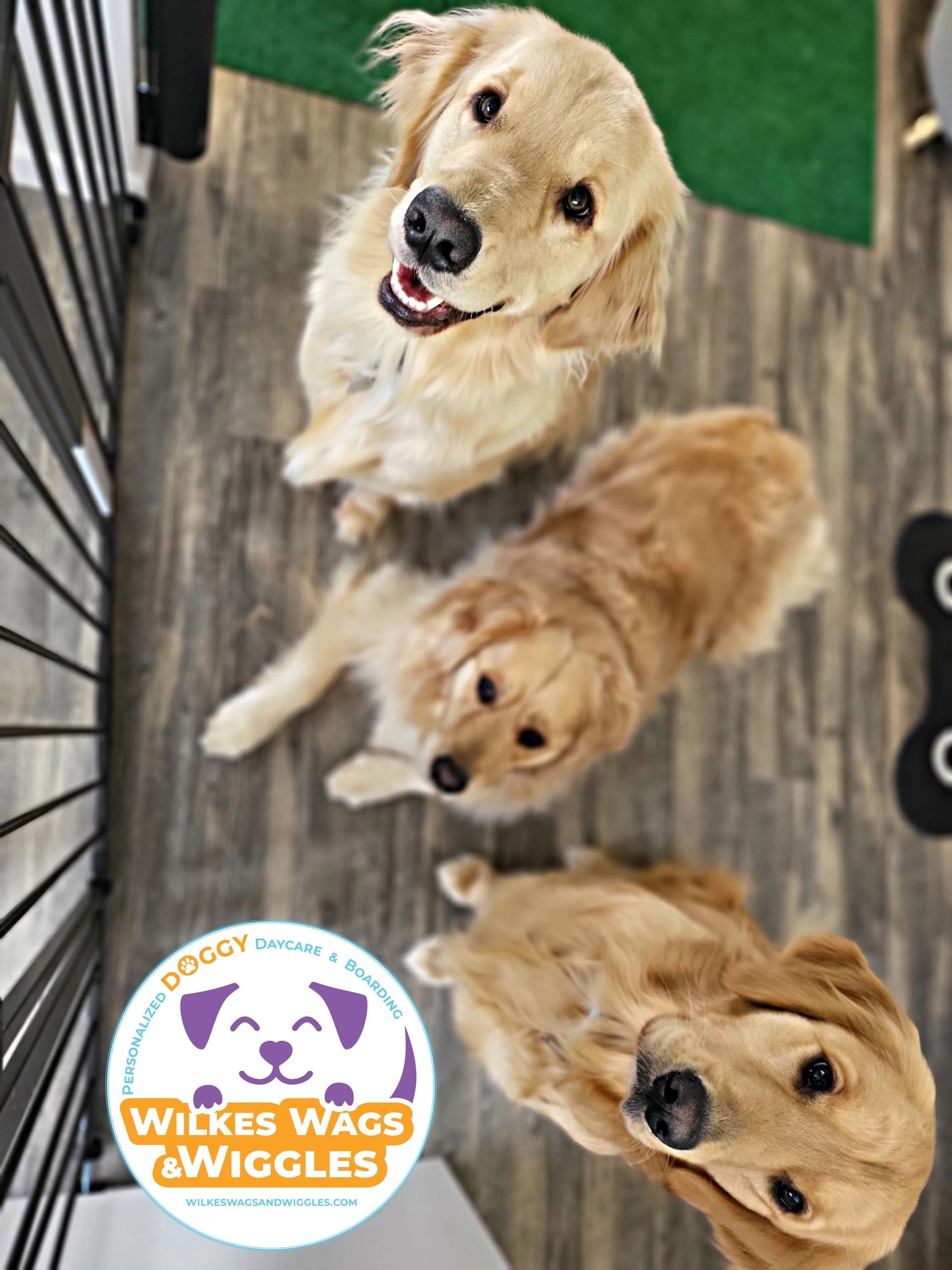 Activity Based Daycare is Fun for Your Dog! - Wags & Wiggles
