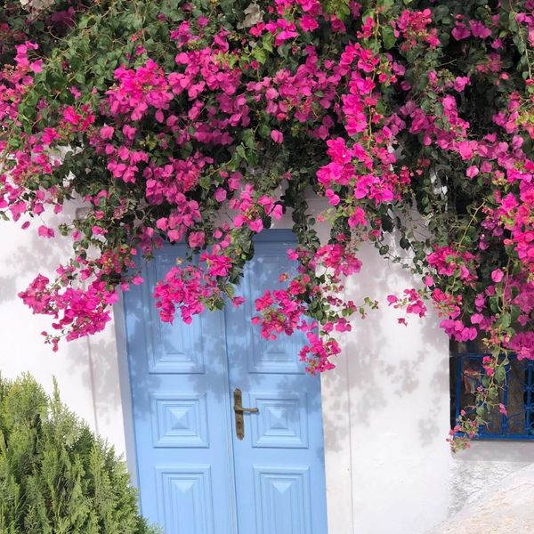 Blue door framed by vibrant pink bougainvillea and greenery on white wall.