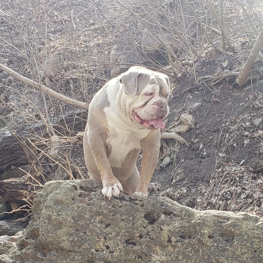 Lil Rascal's  Lilac Tri  Olde English Bulldogge