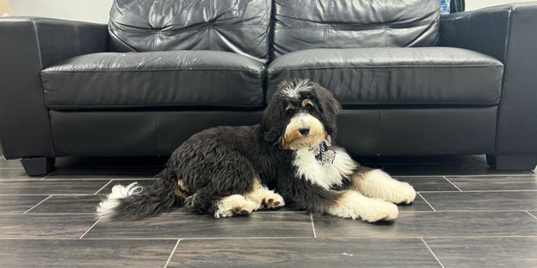 Tilly is currently being trained to become a Service Dog for her 9 year old little girl . 