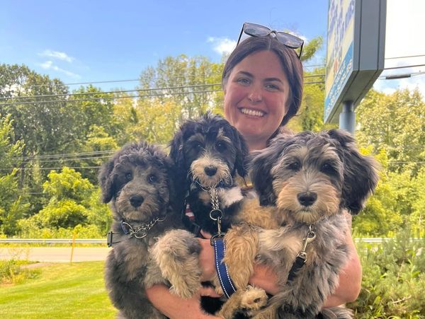 Three of our Puppies in Service dog Training 
