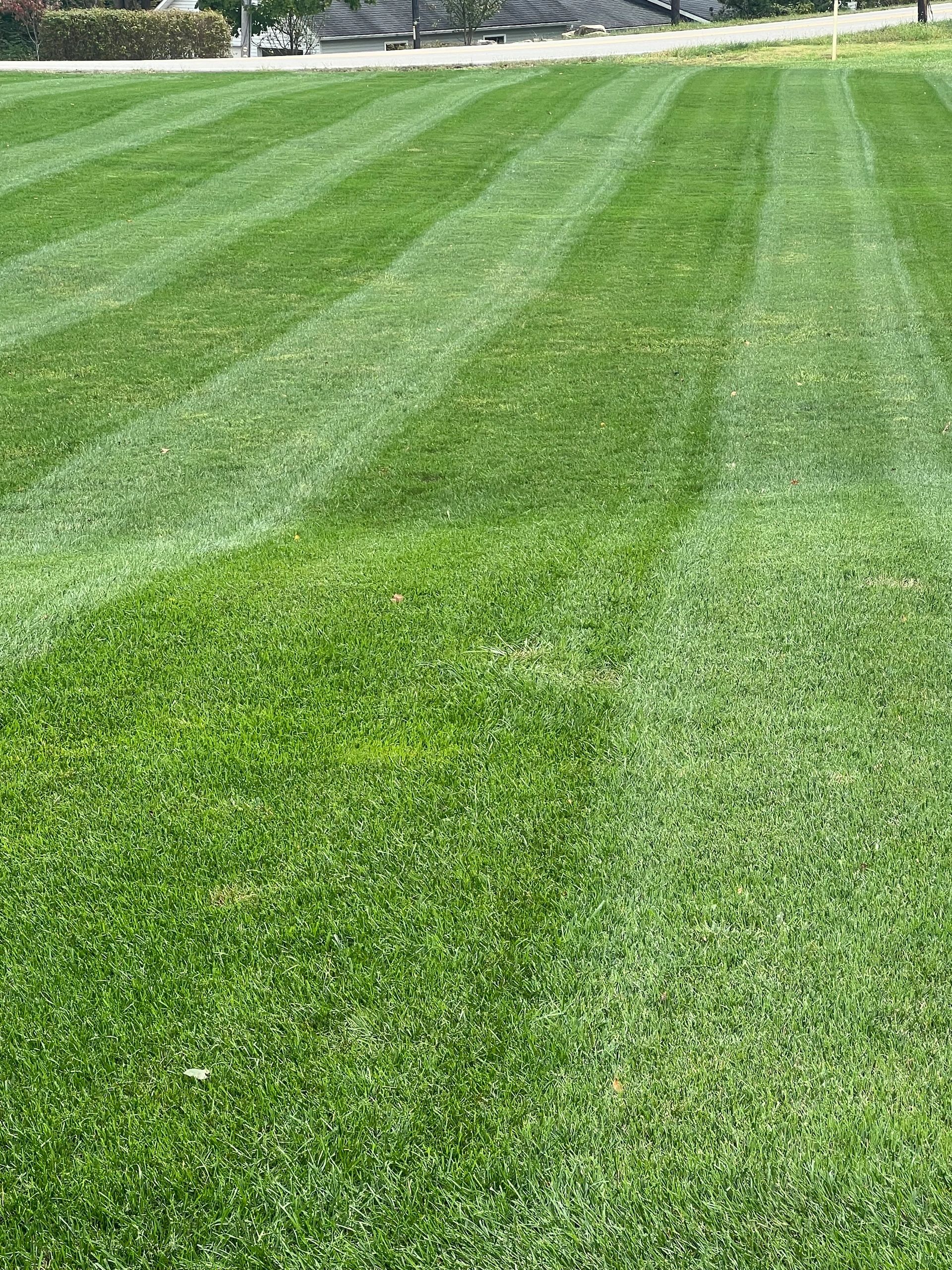 What to Do in Preparation for Overseeding | Big Lakes Lawncare