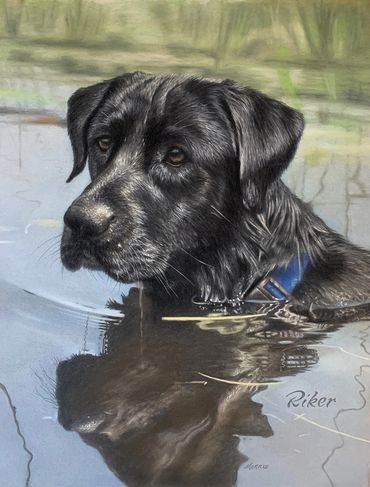 Custom Charcoal Pastel Pet Portrait Drawing