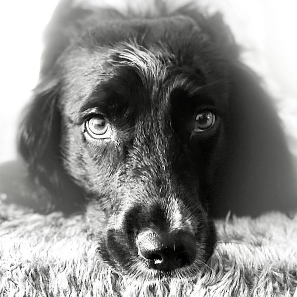 Dog relaxing after dog grooming 