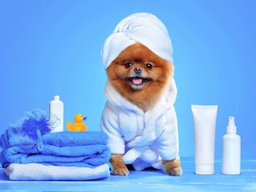 Dog grooming jersey
