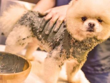 Dog having a mud bath, dog grooming Jersey