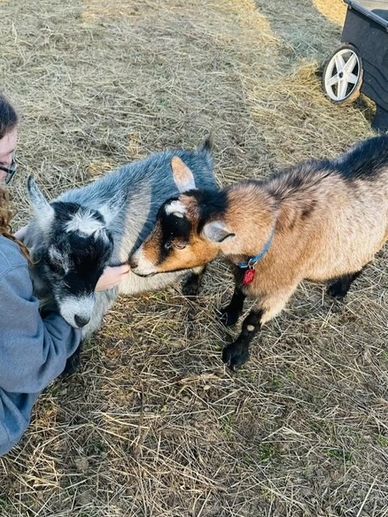 Petting goats in the pasture