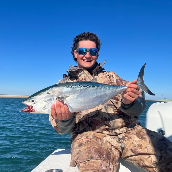 False Albacore on the fly