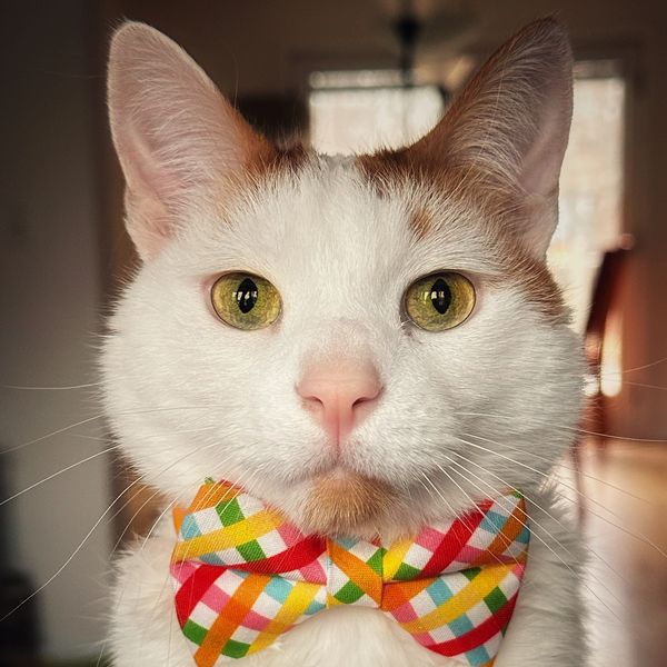 White and ginger cat with a fancy bow tie