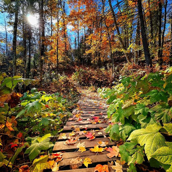 Autumn walk through fall colors on a wooden path in northern Wisconsin 