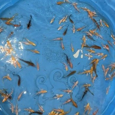 A blue basin filled with small colorful fish swimming in water.