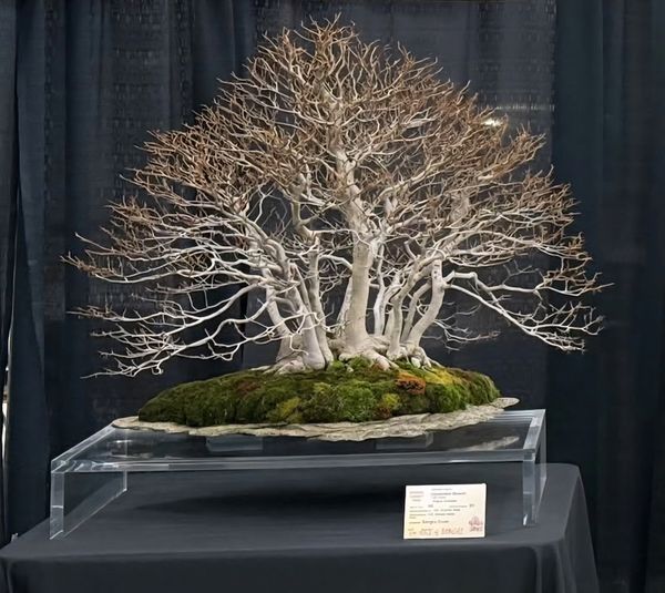 NJ Bonsai Societies - Home