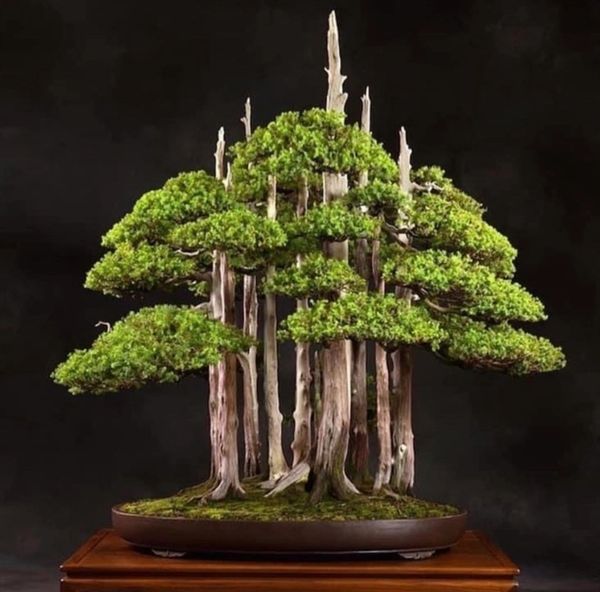 NJ Bonsai Societies - Home