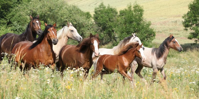 A group of horses running through a grassy field with wildflowers.