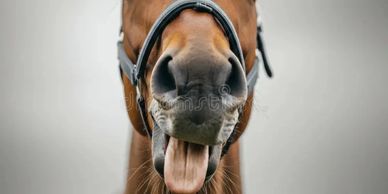Close-up of a horse sticking out its tongue playfully.