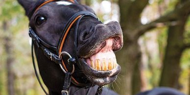 A black horse showing its teeth in a humorous expression outdoors.